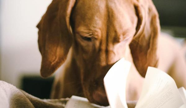 Chien d'aide à la lecture