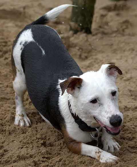 Chien en position d'appel au jeu