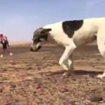 cactus le chien du Marathon des Sables