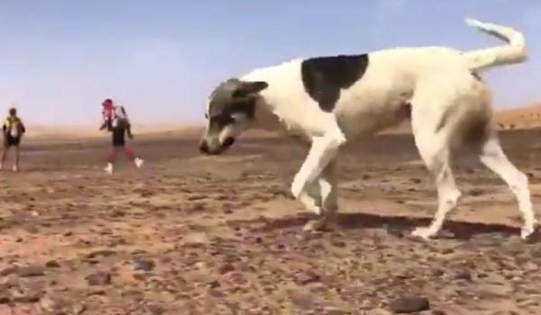 cactus le chien du Marathon des Sables