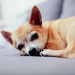 Chien difficile