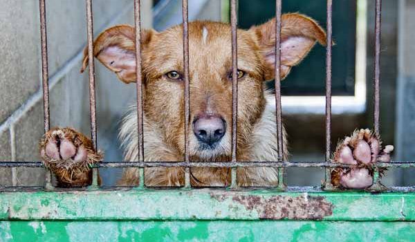 Chien en cage