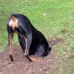 Un chien qui enterre son os