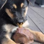 Un crapaud et un chien