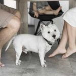 Chien qui lèche des pieds