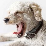 Chien qui bâille