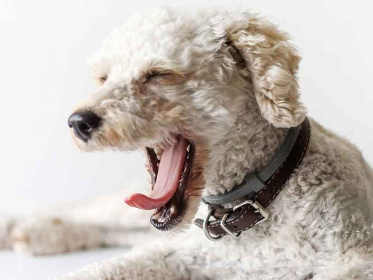 Mon Chien Me Mordille L Oreille Pourquoi mon chien aime-t-il lécher les oreilles ? - Toutoupourlechien.com