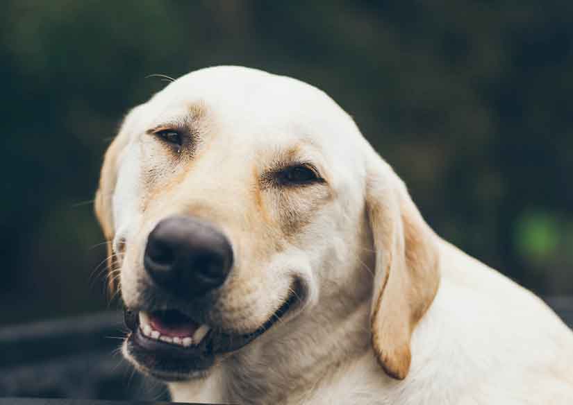 chien qui plisse les yeux