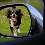 Chien qui court derrière une voiture