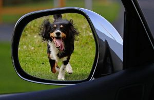 Chien qui court derrière une voiture
