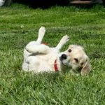 Chien qui se roule dans de la crotte