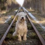 Un chien sur la voie ferrée