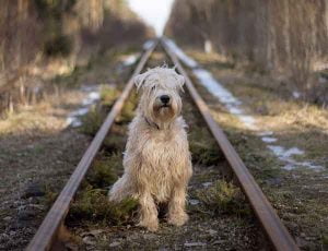 Un chien sur la voie ferrée