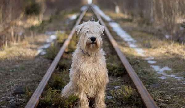 Un chien sur la voie ferrée