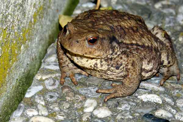 crapaud