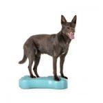 La pratique de la proprioception avec le chien
