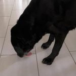 La stéréotypie chez le chien