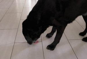 La stéréotypie chez le chien