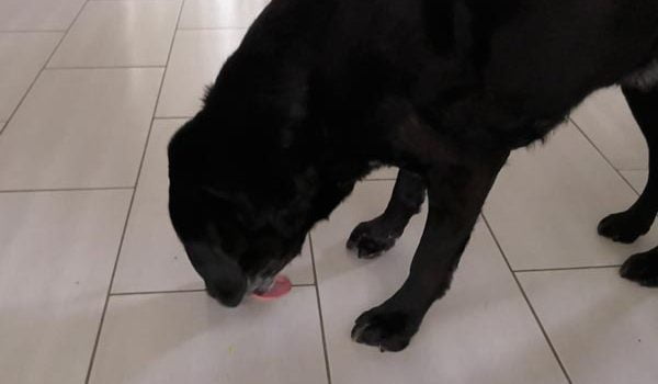 La stéréotypie chez le chien