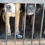 Une vente aux enchères de chiens