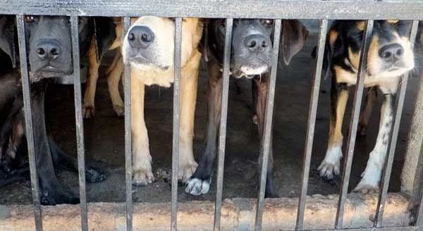 Une vente aux enchères de chiens