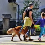 La ville la plus dog friendly en 2019