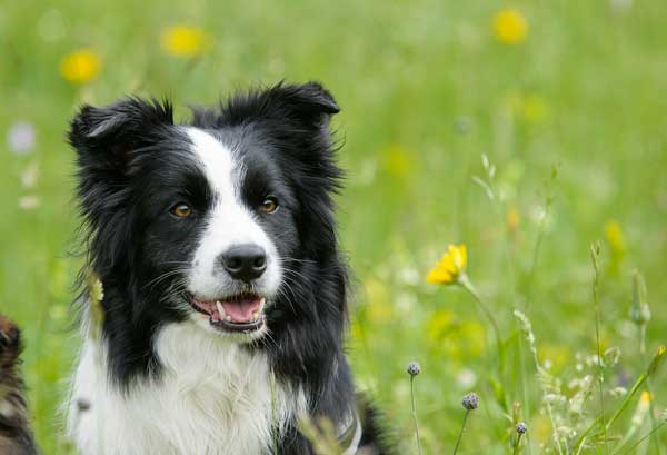 Border Collie éducation Caractère Santé Prix Budget