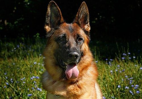 beau berger allemand