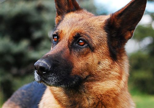 dressage du berger allemand