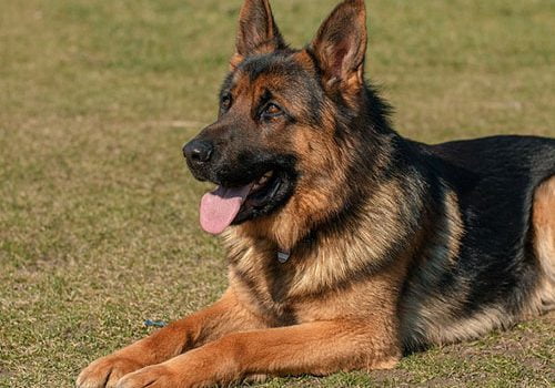 éducation du berger allemand