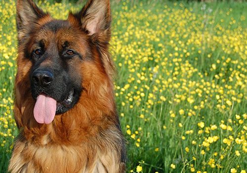 berger allemand en promenade