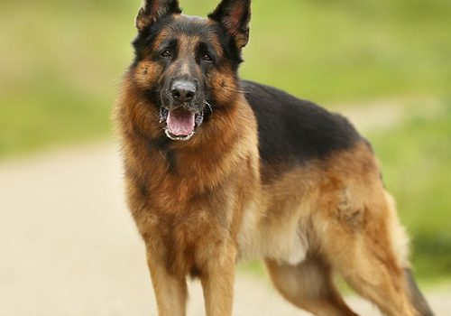 sport canin pour berger allemand