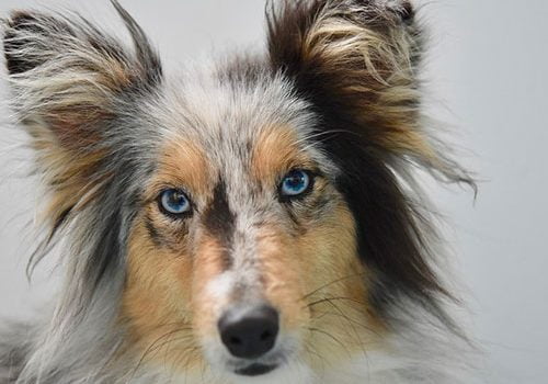 berger de shetland éducation