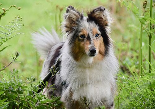 berger de shetland éleveur