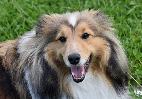 berger de shetland jeux