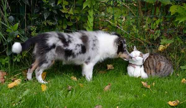 L Antiparasitaire De Votre Chien Peut Tuer Votre Chat Toutoupourlechien