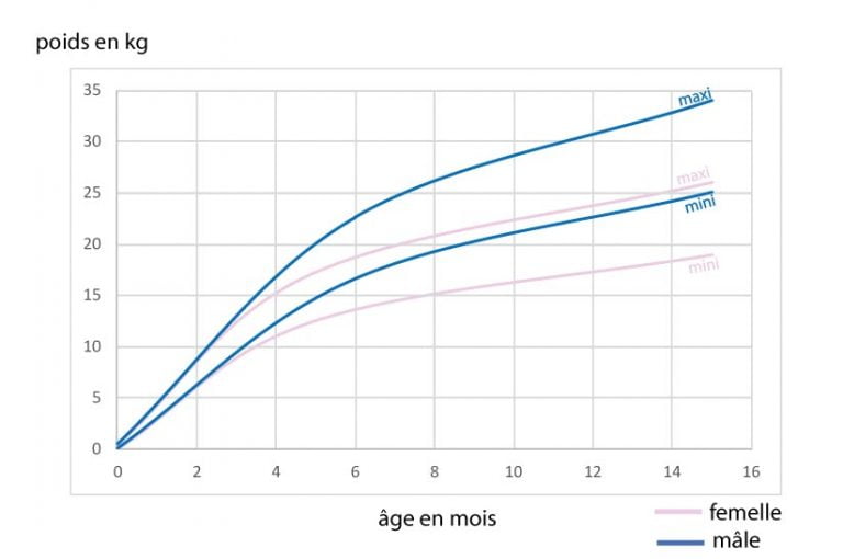 Poids du Berger Australien valeurs moyennes et courbe de poids