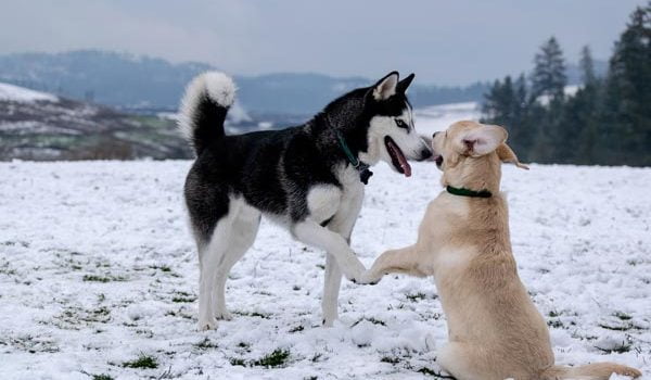 Husky Sibérien éducation Caractère Santé Prix Budget