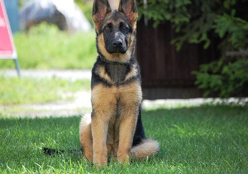 jeune berger allemand