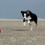 Un chien qui joue à la balle