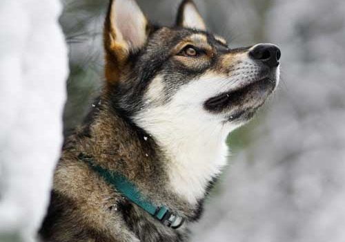 Magnifique Husky sibérien