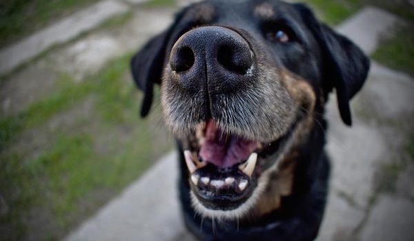 La maladie parodontale du chien