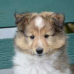 Nom pour chien en 2020