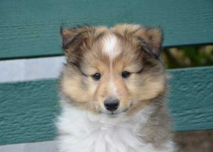 Nom pour chien en 2020