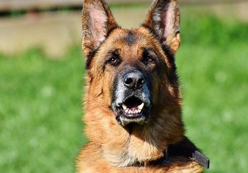 photo de berger allemand