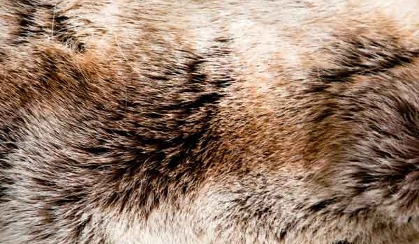 Entretien du Chien-loup Tchécoslovaque