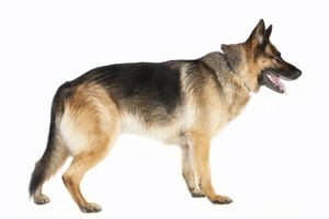 Race Berger Allemand