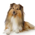 Race Berger Shetland