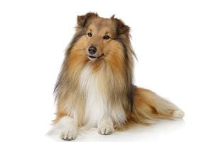 Race Berger Shetland