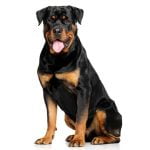 race rottweiler